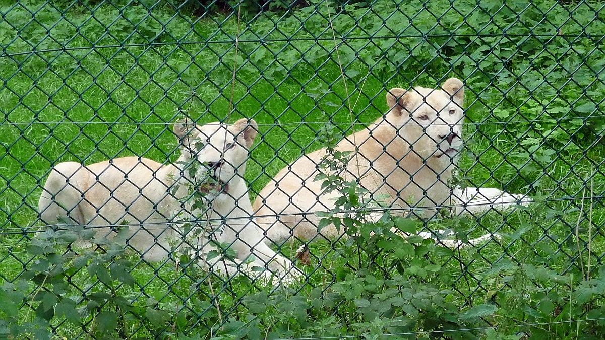 Es gibt noch ein zweites Gehege mit zwei jungen, weien Lwen im Serengetipark, 9.9.15