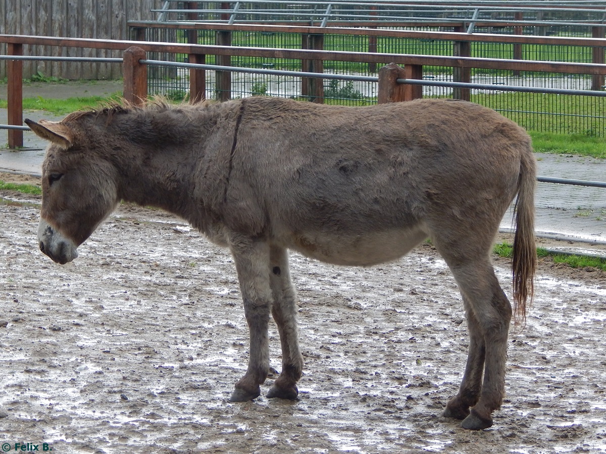 Esel in Sankt Peter-Ording am 19.10.2014