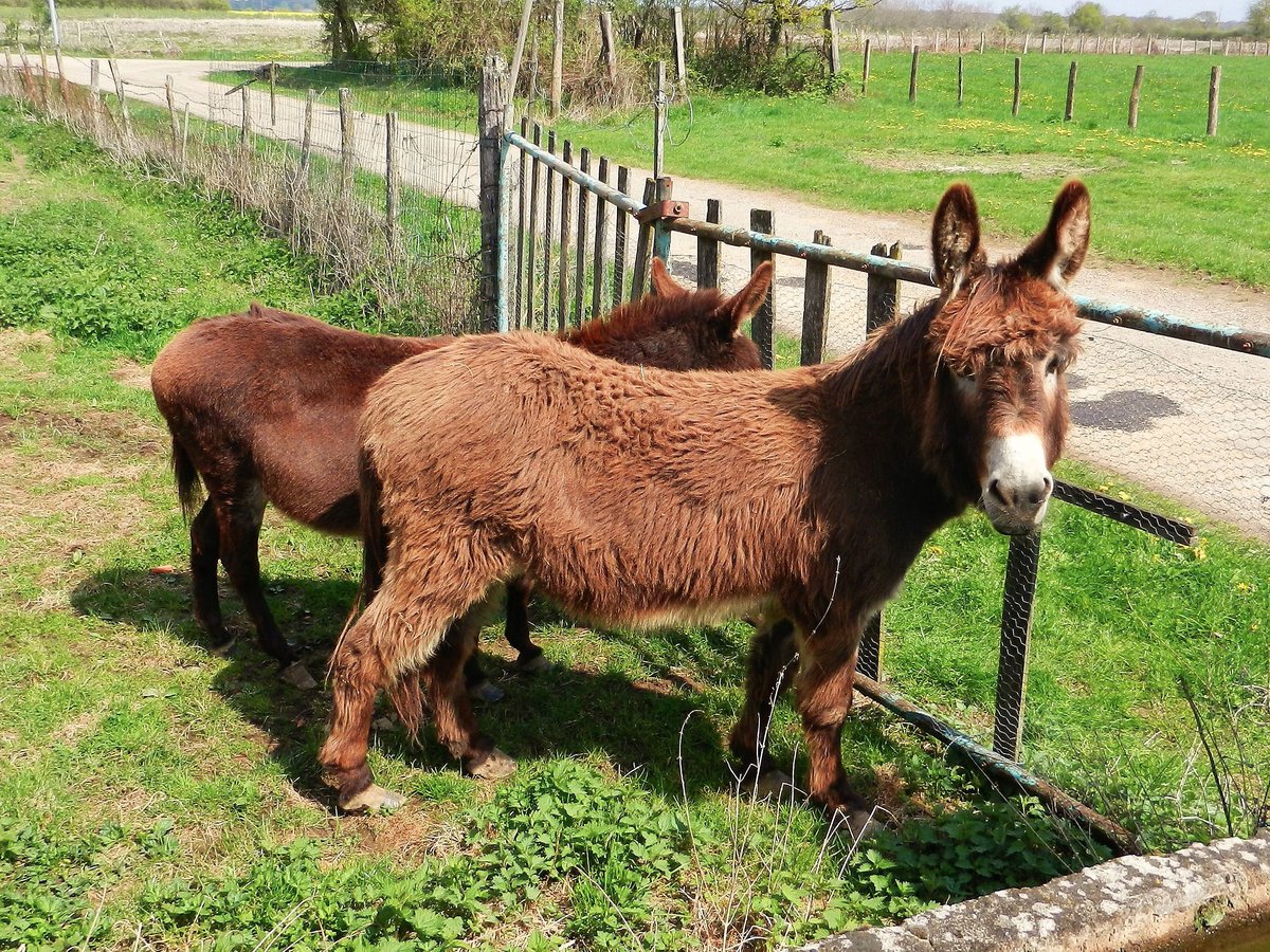 Eselpaar auf dem Bauernhof in Mnetreuil, Burgund - 08.04.2012
