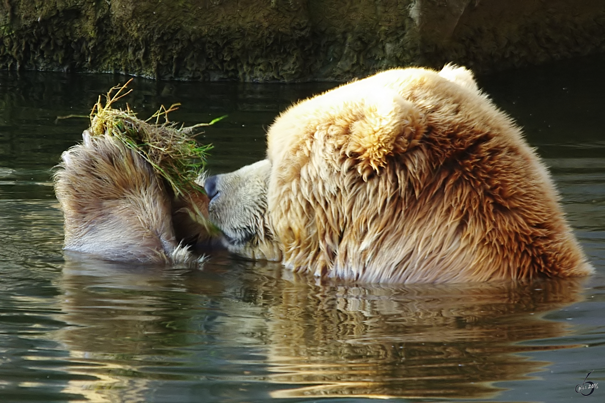 Etwas Gras schnffeln fr den Kodiakbren. (Juni 2009)