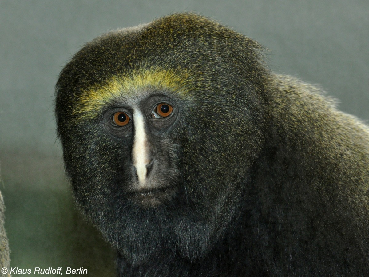 Eulenkopfmeerkatze (Cercopithcus hamlyni im Zoologischen Garten Berlin.