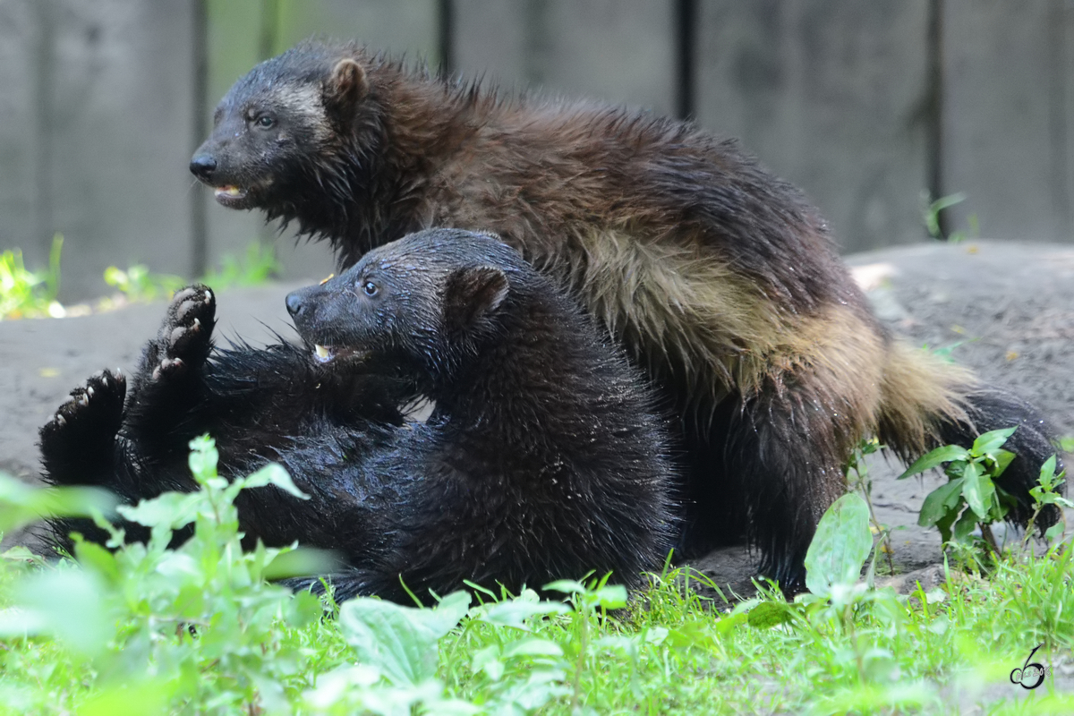 Eurasische Brenmarder beim rumbalgen im Zoo Duisburg. (Juli 2013)