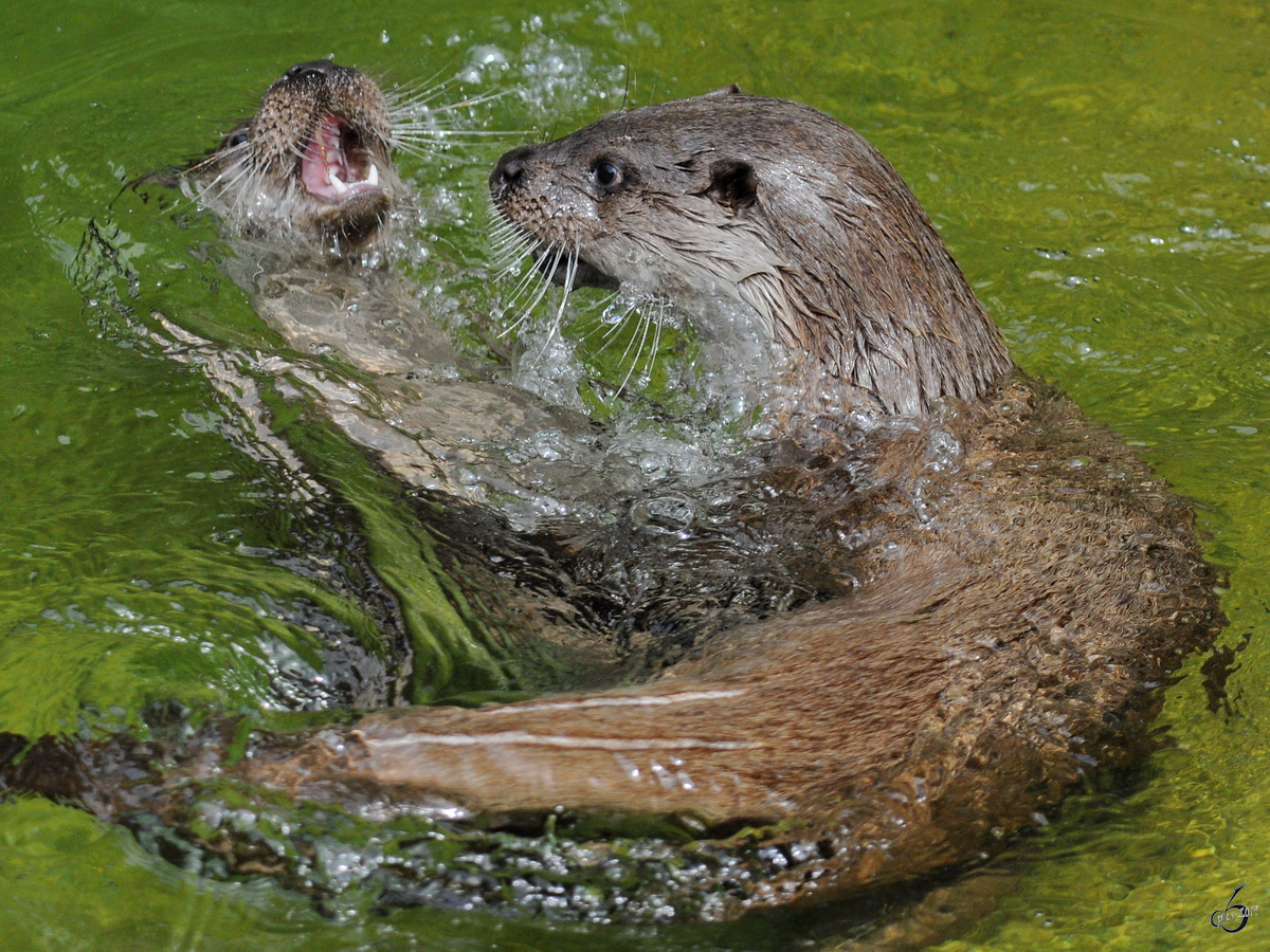 Eurasische Fischotter Anfang Juli 2010 im Zoo Schwerin. 