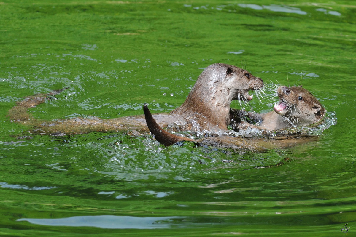 Eurasische Fischotter spielen ausgelassen im Zoo Schwerin.