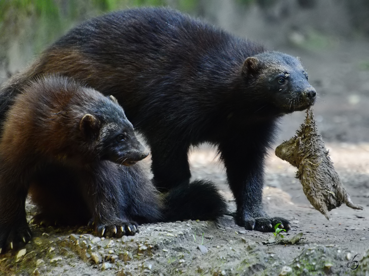 Eurasische Vielfrae mit Beute. (Zoo Duisburg, Juli 2013)