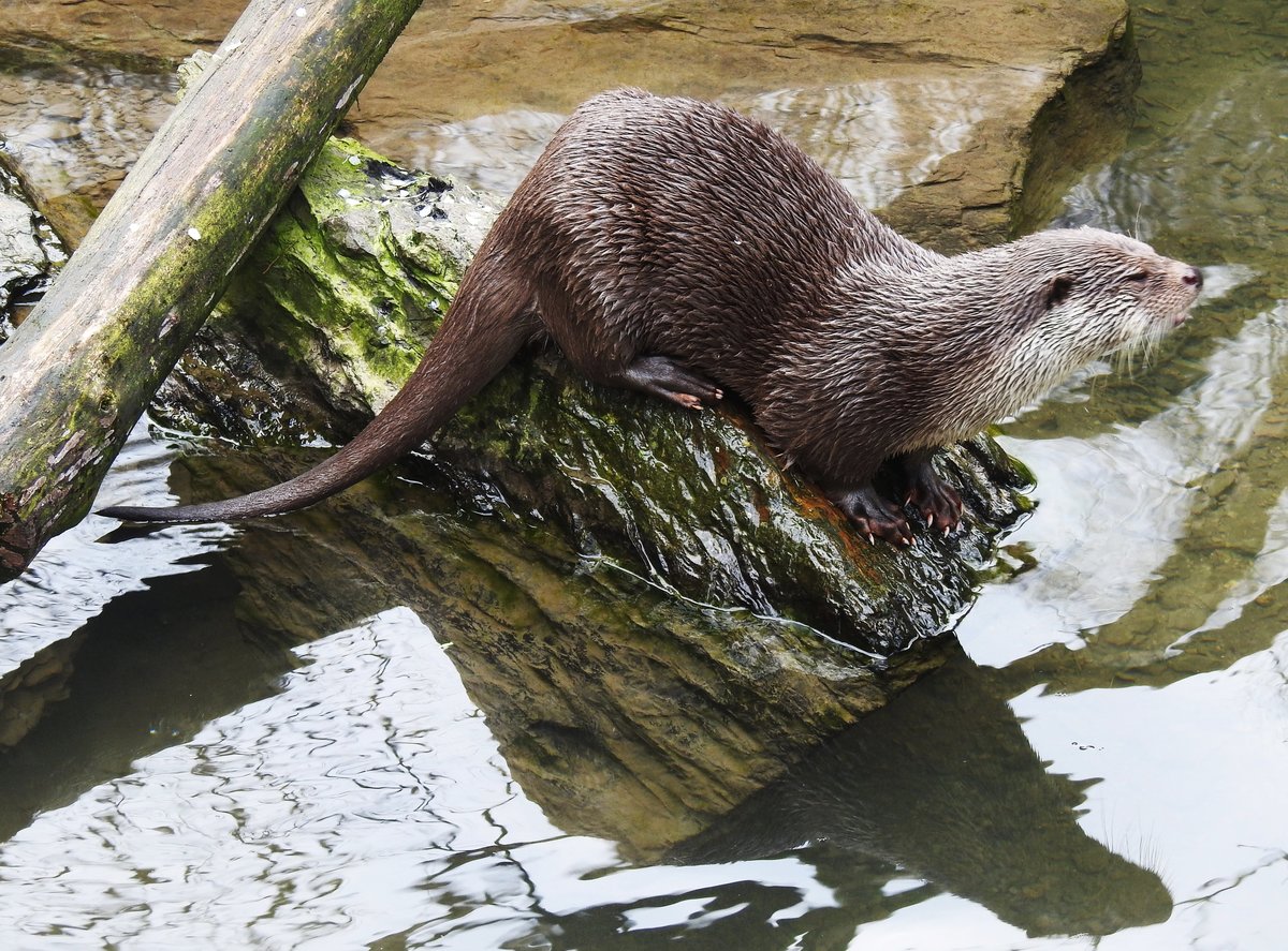 EURASISCHER FISCHOTTER(LUTRA-LUTRA)IM TIERPARK NIEDERFISCHBACH/SIEG
Den ausgezeichneten Schwimmer und Taucher,der zu den am strksten bedrohten Sugetierarten
Mitteleuropas gehrt und in Deutschland auf der Roten Liste steht,
konnte ich am 6.4.2019 im TIERPARK NIEDERFISCHBACH/SIEG fotografieren..drfte sehr schwer sein,
ihn in der freien Natur so zu fotografieren....Dank an den Tierpark NIEDERFISCHBACH....