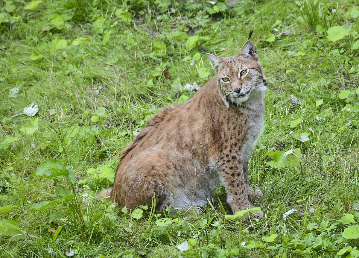 Eurasischer Luchs (Lynx) in der Wildtierabteilung vom Stockholmer Skansen. Aufnahme: 25. Juli 2017.