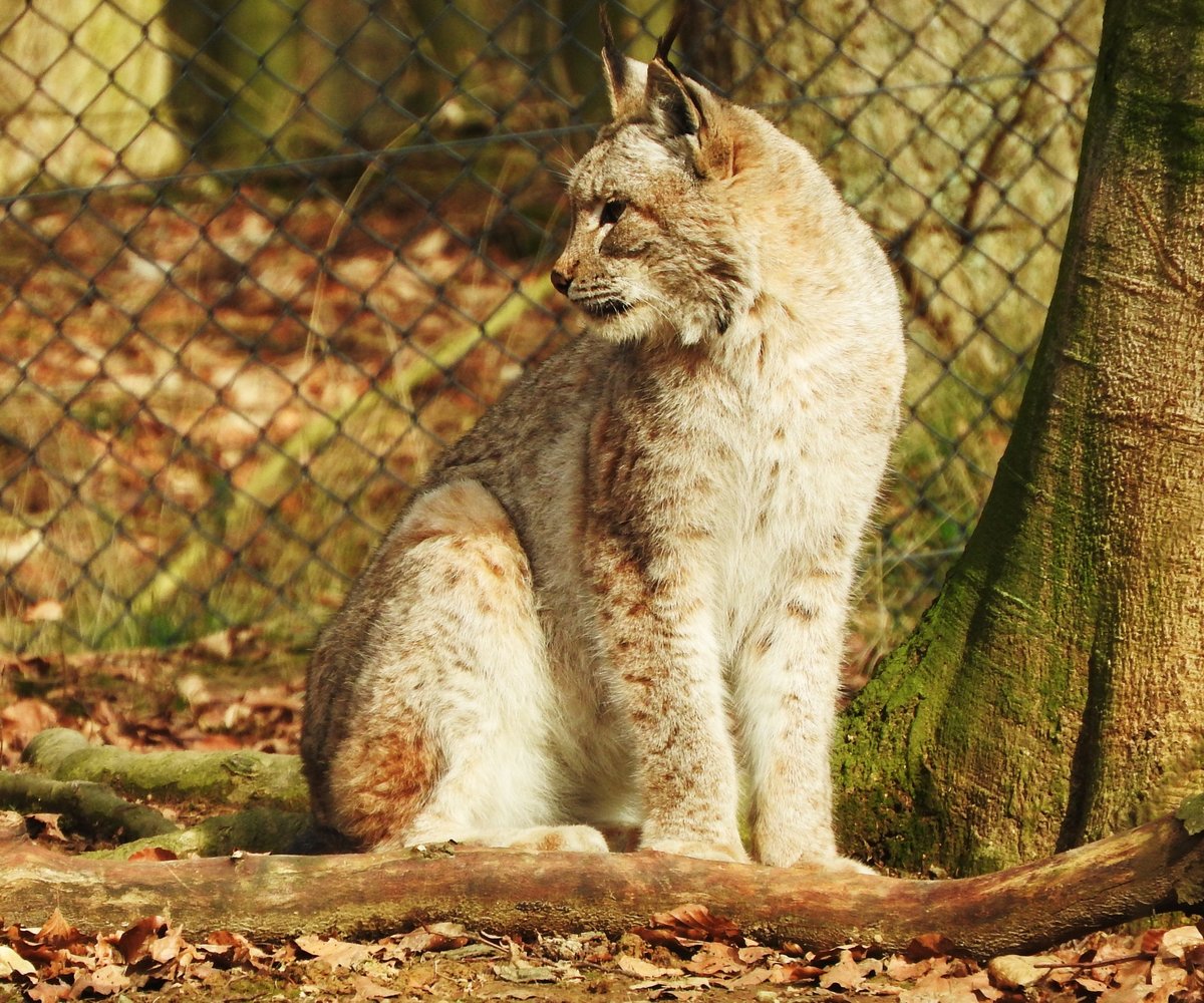 EURASISCHER LUCHS(LYNX)IM WILDPARK WEILBURG/LAHN
Endlich hatte ich ihn am 20.2.2019 im TIERGARTEN WEILBURG/LAHN vor der Linse-die grte von
4 Unterarten und grte Luchsart der Welt...
1846 starb nach unerbittlicher Verfolgung der letzte Luchs in Deutschland,bis 1960 war er in Westeuropa fast vollstndig ausgerottet....Mittlerweile ist er im BAYRISCHEN WALD,HARZ und evtl. im PFLZER WALD und HESSEN
wieder heimisch.Ein Blick auf die krftigen,stmmigen Vorderpfoten mit den Muskelpaketen im
Schulterbereich ist einfach nur beeindruckend.....mit Dank und Gru ans FORSTAMT WEILBURG