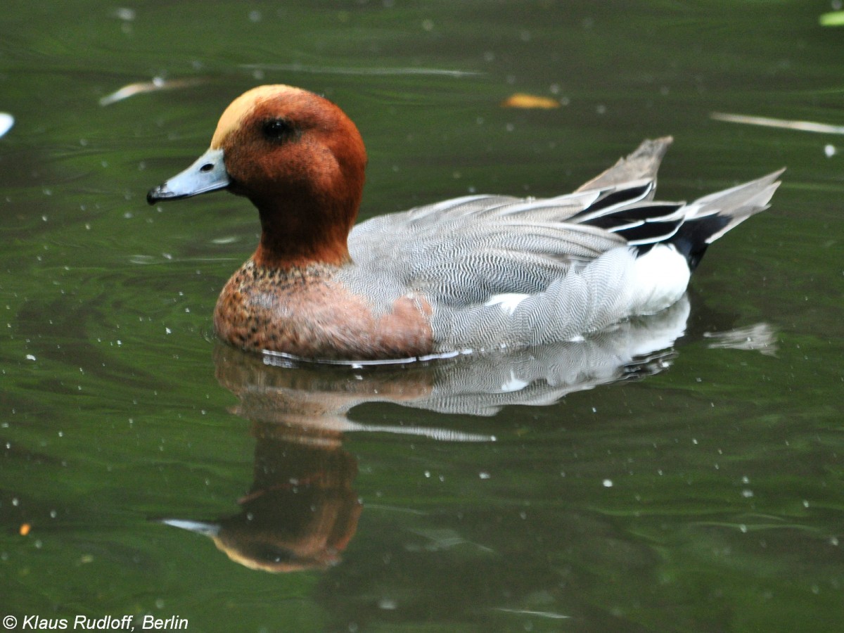 Europische Pfeifente (Anas penelope). Mnnchen im Tierpark Berlin.