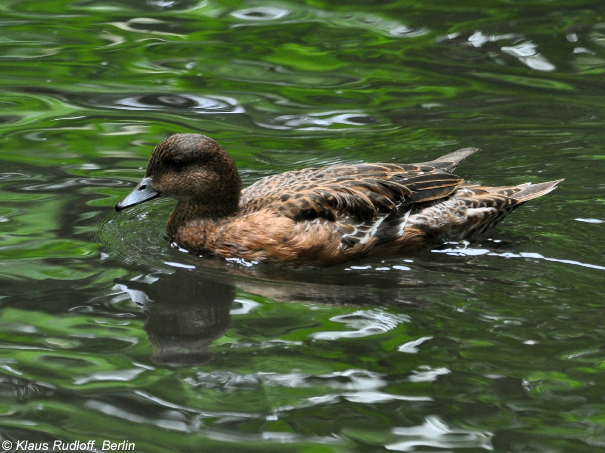 Europische Pfeifente (Anas penelope). Weibchen im Tierpark Berlin.