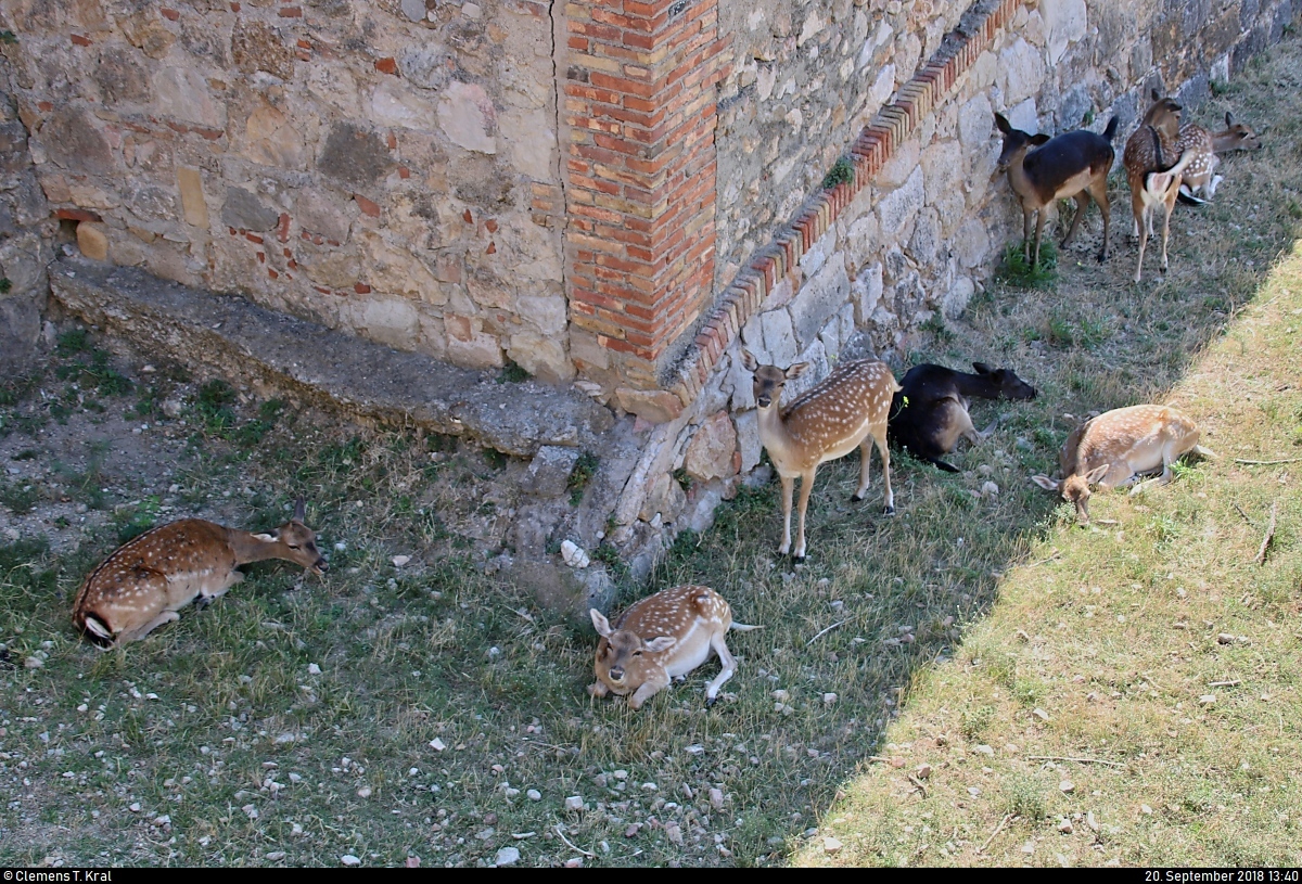 Europische Rehe haben sich whrend der Mittagshitze im Castell de Sant Ferran in Figueres (E) einen schattigen Platz gesucht.
[20.9.2018 | 13:40 Uhr]