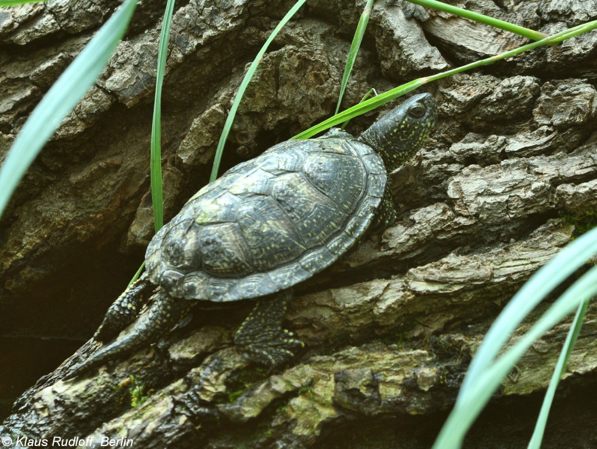 Europische Sumpfschildkrte (Emys orbicularis) im Zoo Hluboka /Tschechien