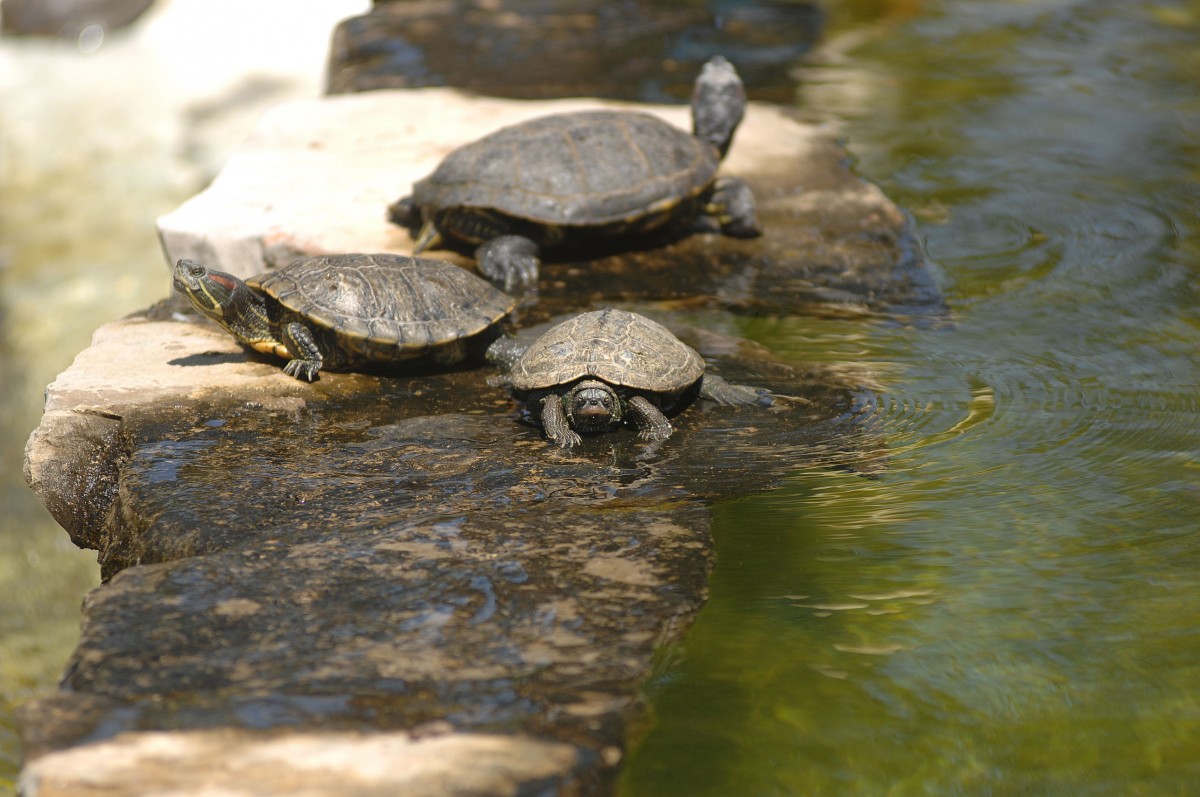 Europische Sumpfschildkrte (Emys orbicularis) in Zoomarine Algarve, Portugal. Aufnahmedatum: 27. Juli 2015.