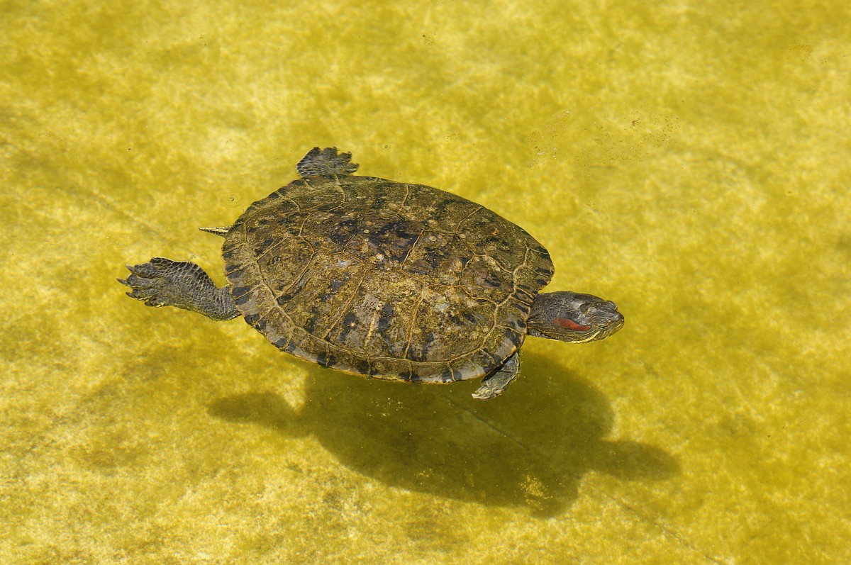 Europische Sumpfschildkrte (Emys orbicularis) in Zoomarine Algarve, Portugal.

Aufnahmedatum: 27. Juli 2015.