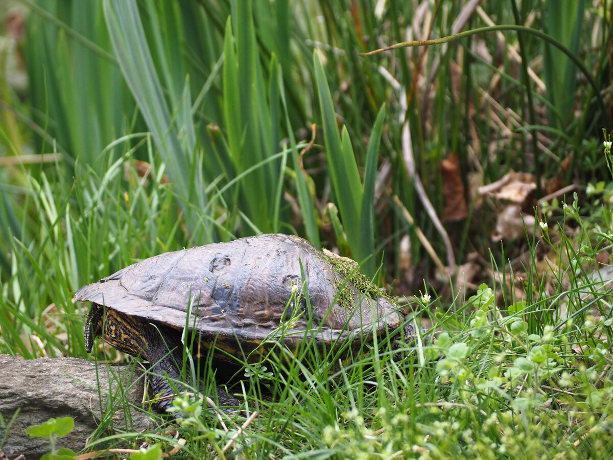 Europische Sumpfschildkrte in Zeulenroda. Foto 7.4.24