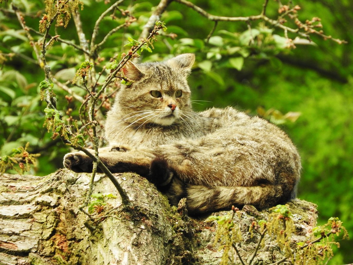 EUROPISCHE WILDKATZE BEI DER  KATZENWSCHE  IN WEILBURG/LAHN (TIERGARTEN)
Genau zum richtigen Zeitpunkt kam am 28.4.2018 dieses bildschne Exemplar einer EUROPISCHEN
WILDKATZE (FELIS SILVESTRIS SILVESTRIS) im TIERGARTEN WEILBURG/LAHN (einem ganz
hervorragend angelegten Tierpark) aus ihrem Versteck und begann mit einer,Katzenfreunden von
ihrem  STUBENTIGER  vertrauten,ausgiebigen Fellpflege....Als Wildkatze gut an ihrem sehr dichten
Fell und dem in breiter,stumpfer Rundung endenden Schwanz mit den typischen schwarzen
Kringeln zu erkennen....mit Dank und Gru ans FORSTAMT WEILBURG
