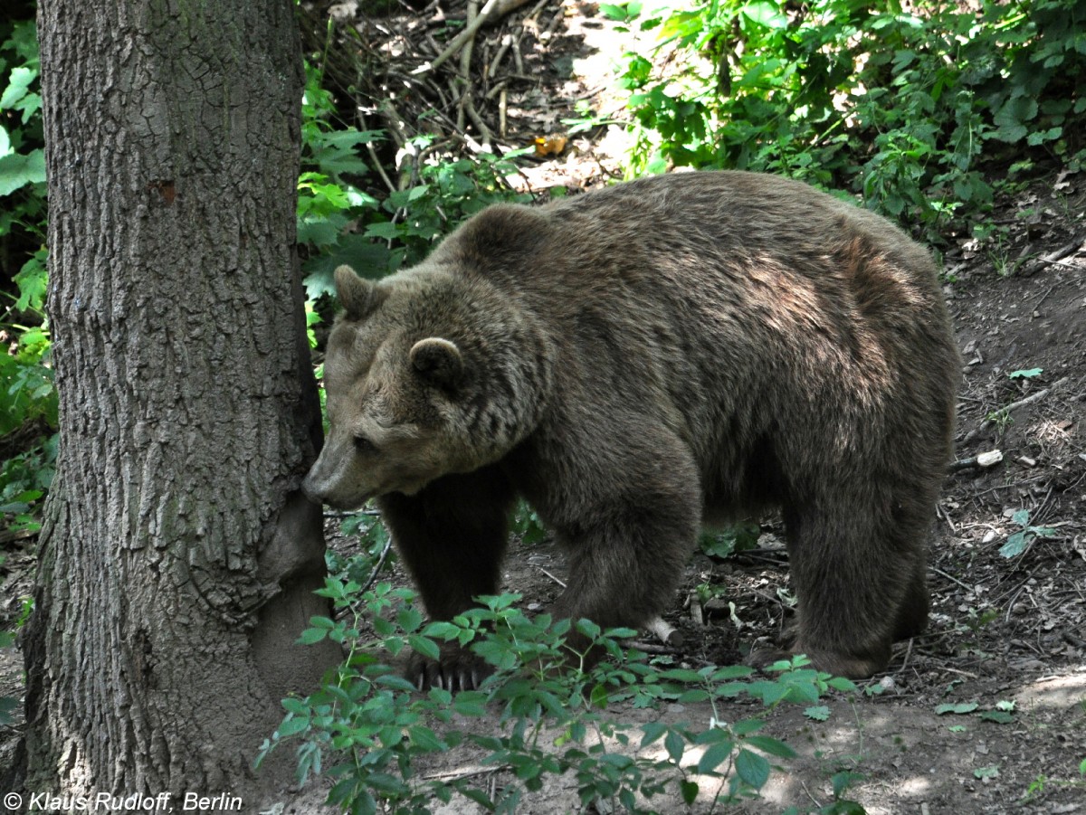 Europischer Braunbr (Ursus arctos arctos) im Zoo und Botanischen Garten Pilsen (Plzen, Juni 2015). 