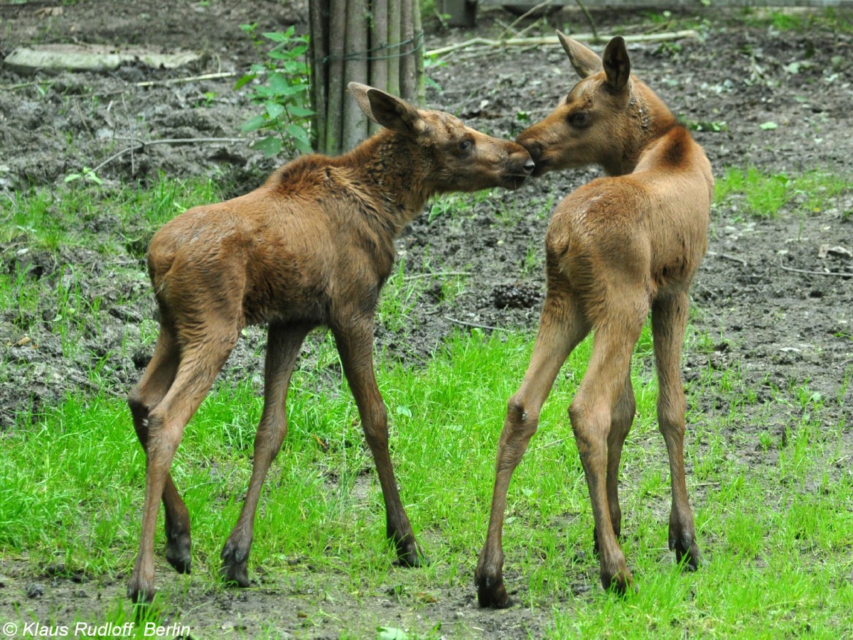 Europischer Elch (Alces alces alces). Zwillings-Jungtiere im Zoo Hluboka /Tschechien