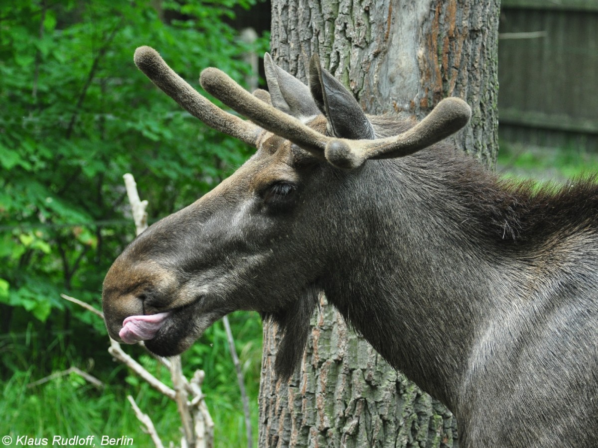 Europischer Elch (Alces alces alces). Mnnchen im Zoo Hluboka /Tschechien