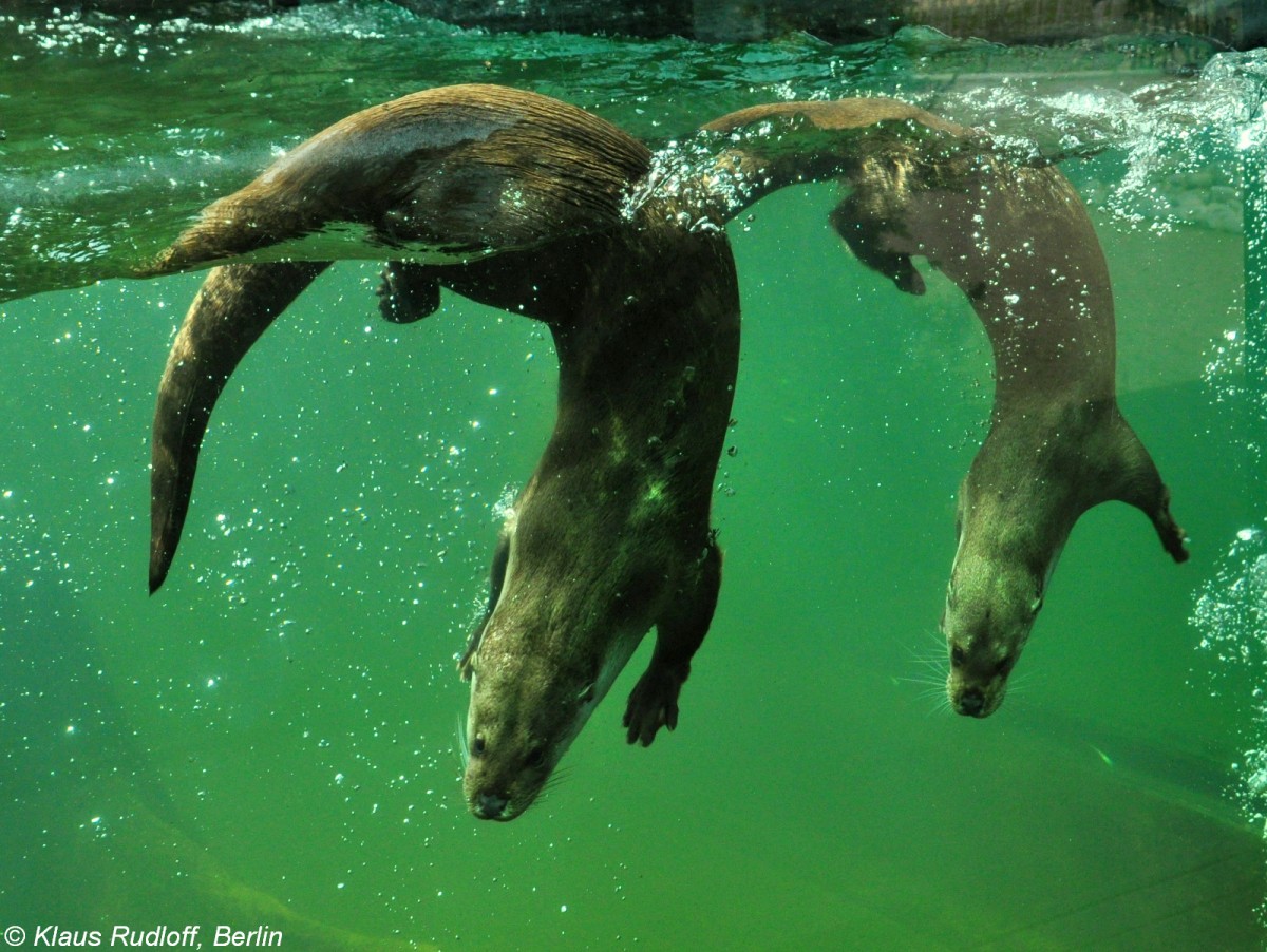 Europischer Fischotter (Lutra lutra lutra). Paar im Zoo Hluboka / Tschechien