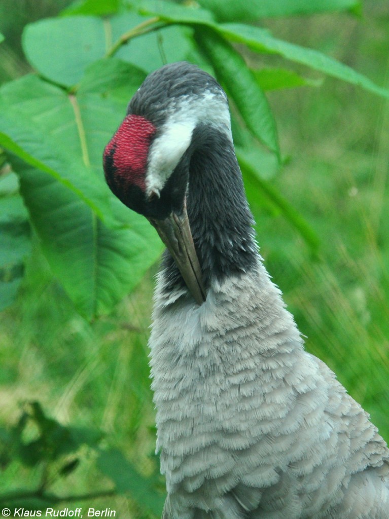 Europischer Graukranich (Grus grus grus) im Zoo Hluboka / Tschechien.