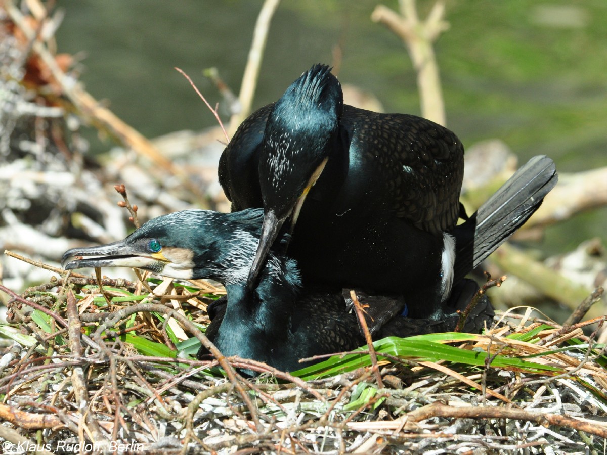 Europischer Kormoran (Phalacrocorax carbo sinensis). Tiere bei Paarung im Tierpark Cottbus (April 2015).