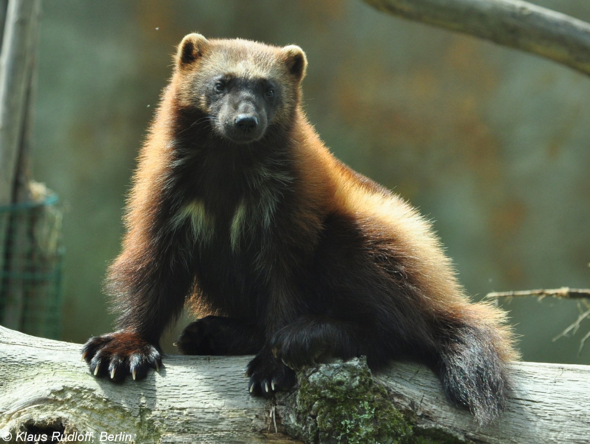 Europischer Vielfra (Gulo gulo gulo) im Zoo Hluboka / Tschechien.