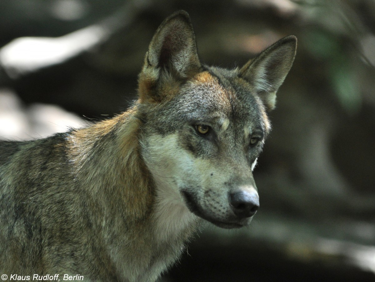 Europischer Wolf (Canis lupus lupus) im Zoo und Botanischen Garten Pilsen (Plzen, Juni 2015.