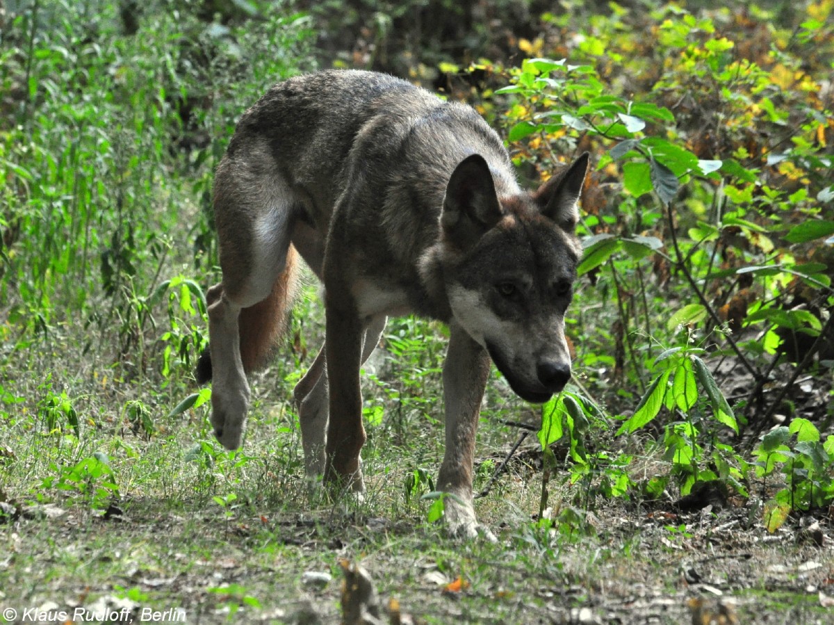 Europischer Wolf (Canis lupus lupus). Mnnchen im Tierpark Berlin (August 2015).