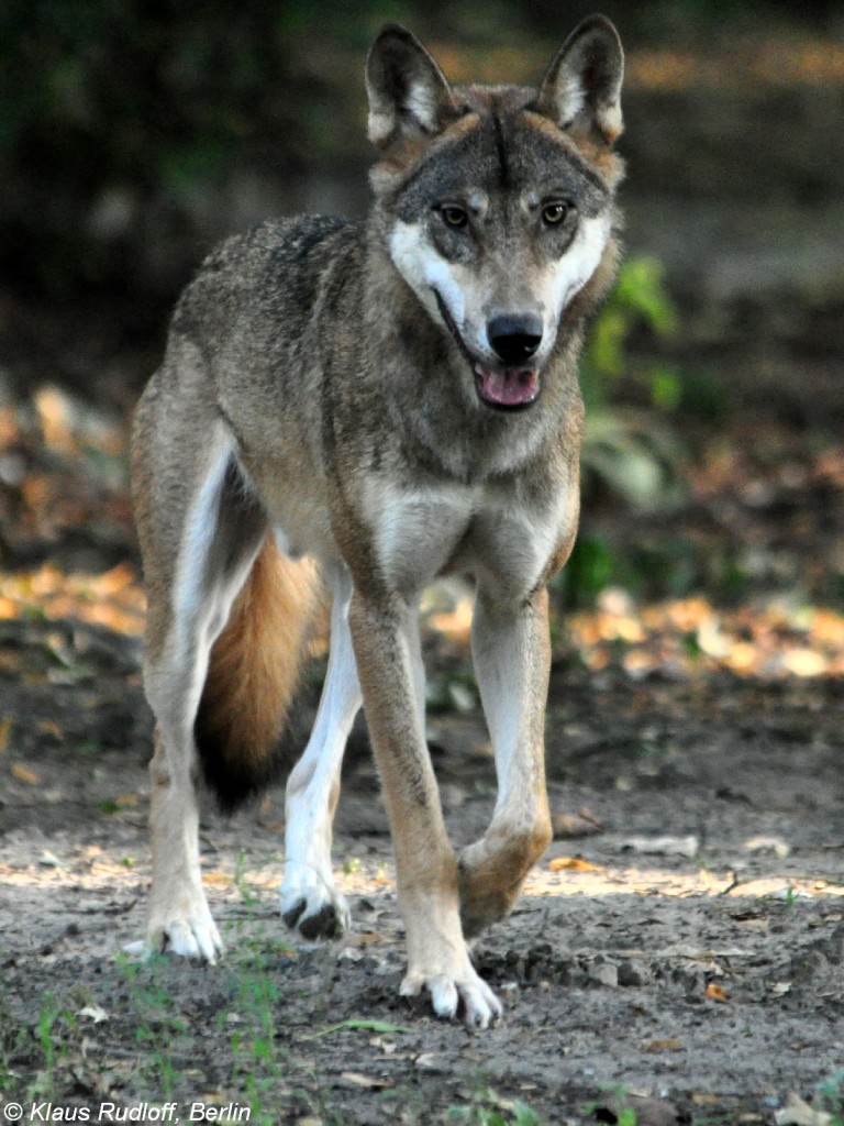 Europischer Wolf (Canis lupus lupus). Mnnchen im Tierpark Berlin (August 2015).