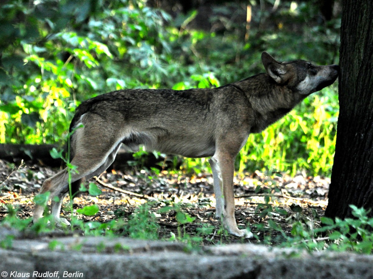 Europischer Wolf (Canis lupus lupus). Mnnchen im Tierpark Berlin (August 2015).