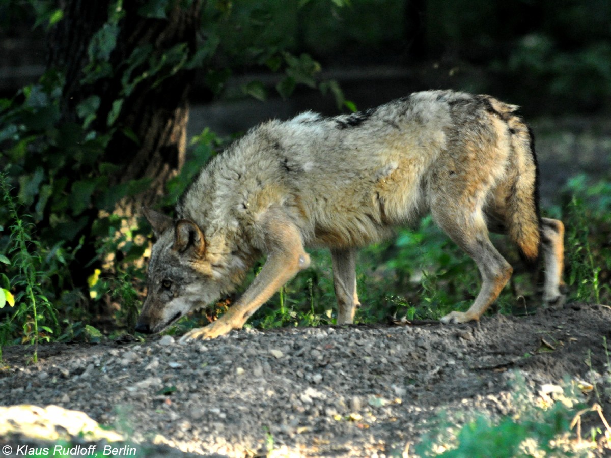 Europischer Wolf (Canis lupus lupus). Weibchen im Tierpark Berlin (August 2015).