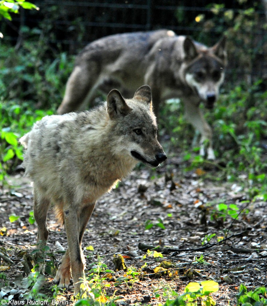 Europischer Wolf (Canis lupus lupus). Paar im Tierpark Berlin (August 2015).