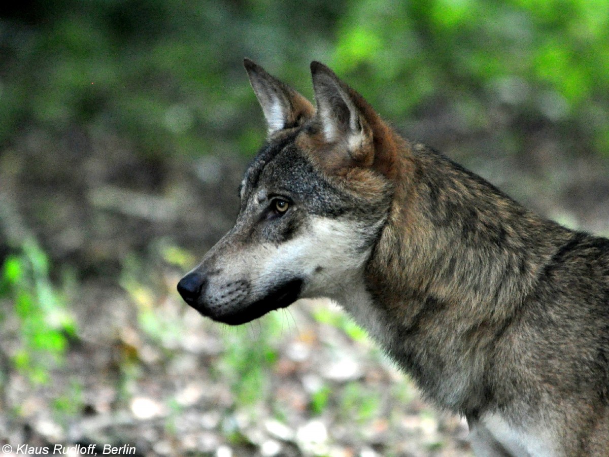 Europischer Wolf (Canis lupus lupus). Mnnchen im Tierpark Berlin (August 2015).