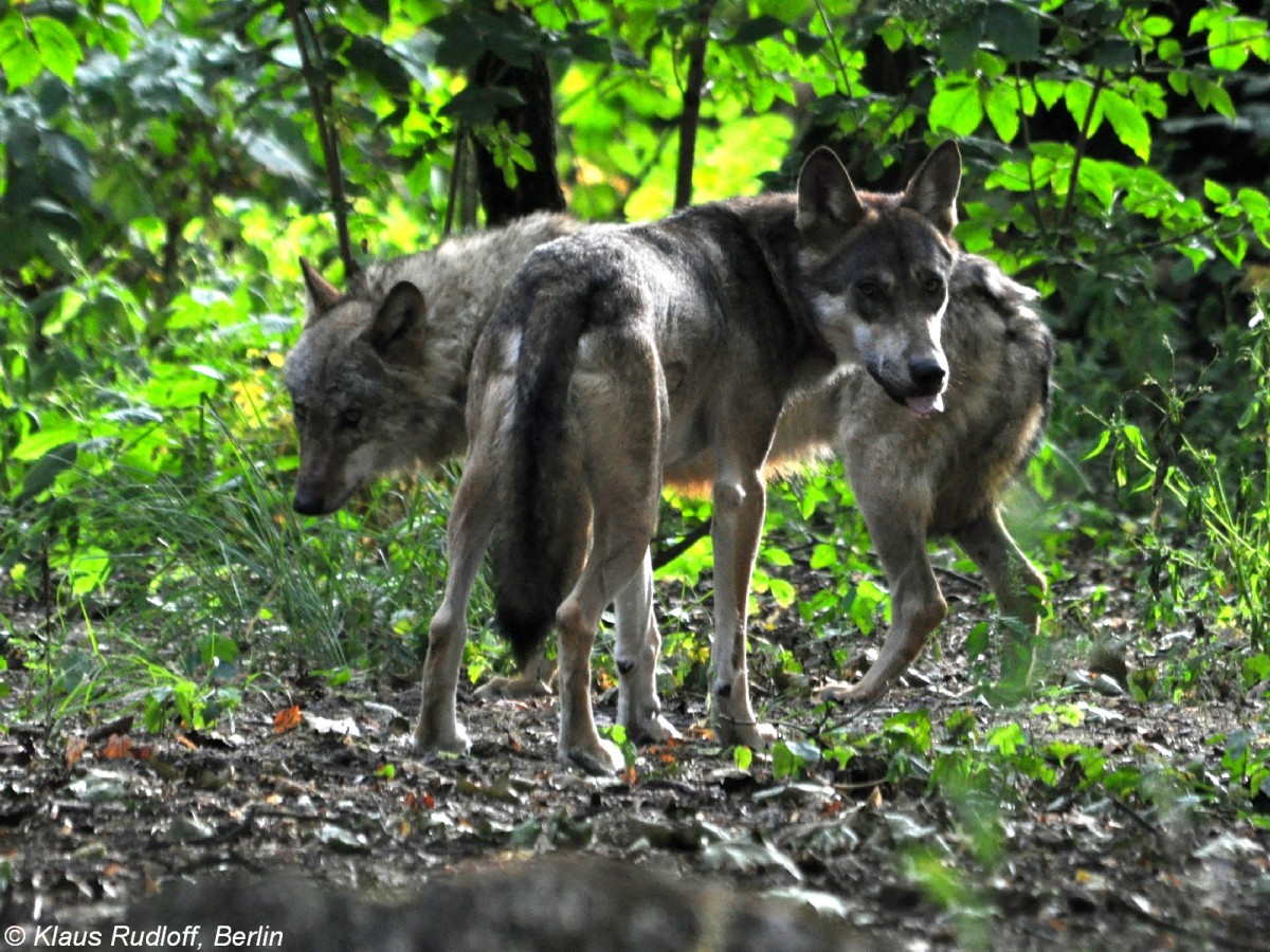 Europischer Wolf (Canis lupus lupus). Paar im Tierpark Berlin (August 2015).