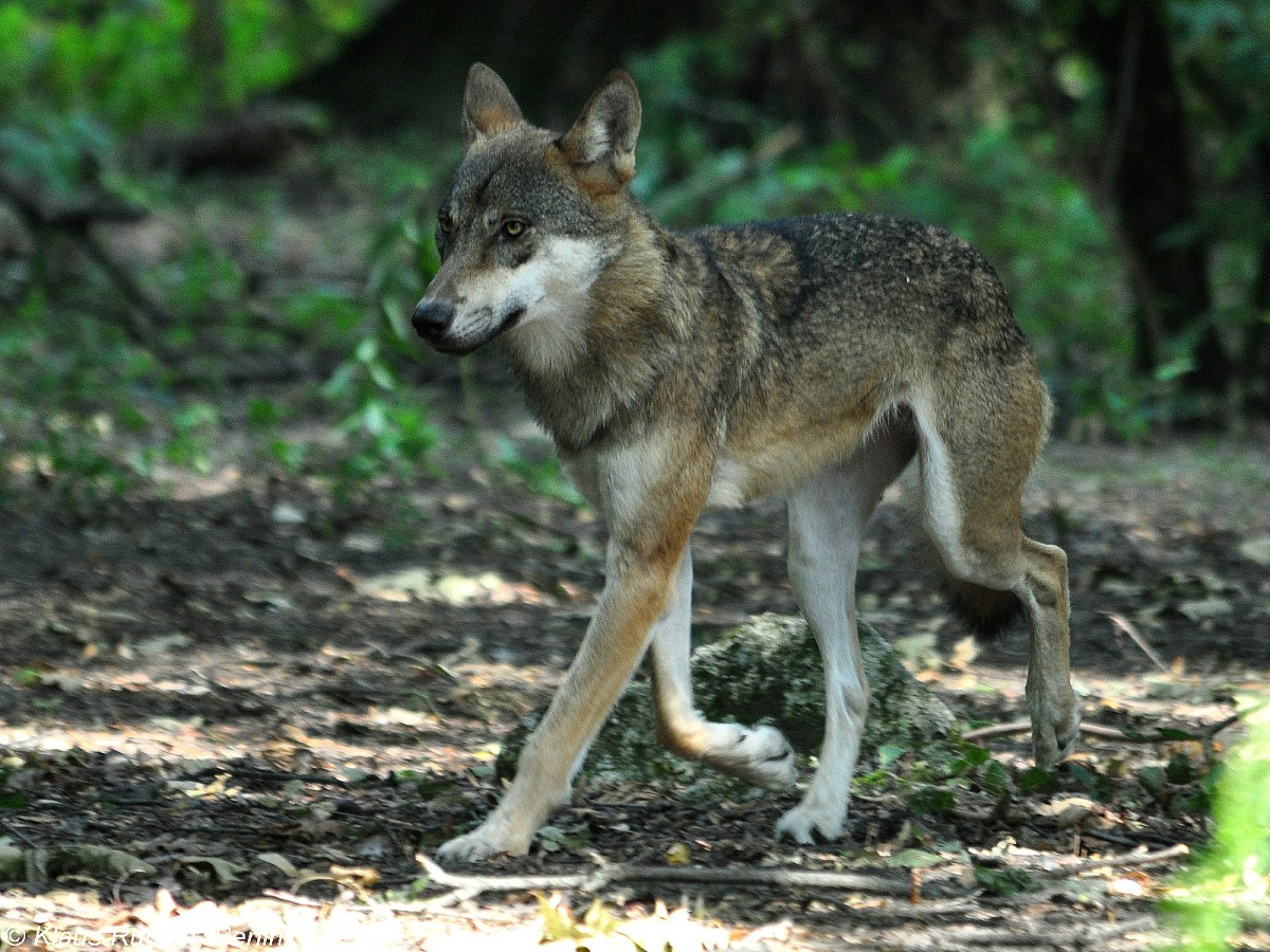 Europischer Wolf (Canis lupus lupus). Mnnchen im Tierpark Berlin (August 2015).