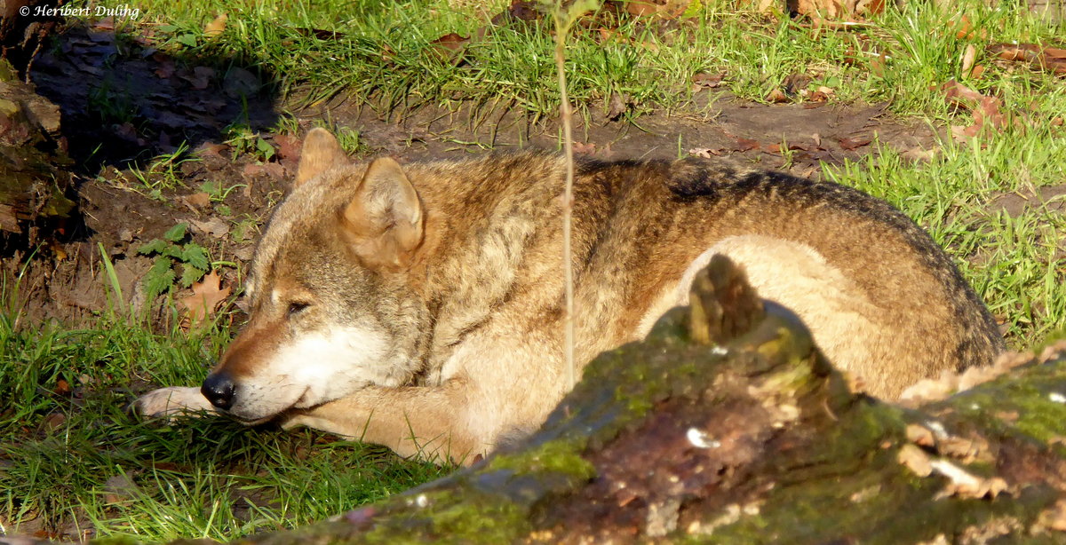 Europischer Wolf (Canis lupus lupus), leben in einer Gruppe in einem kleinen Waldstck im Tierpark Nordhorn. Aufnahme von Dezember 2019.