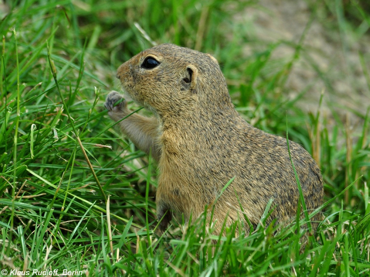 Europisches oder Gewhnliches Ziesel (Spermophilus citellus) im Zoo Hluboka / Tschechien.