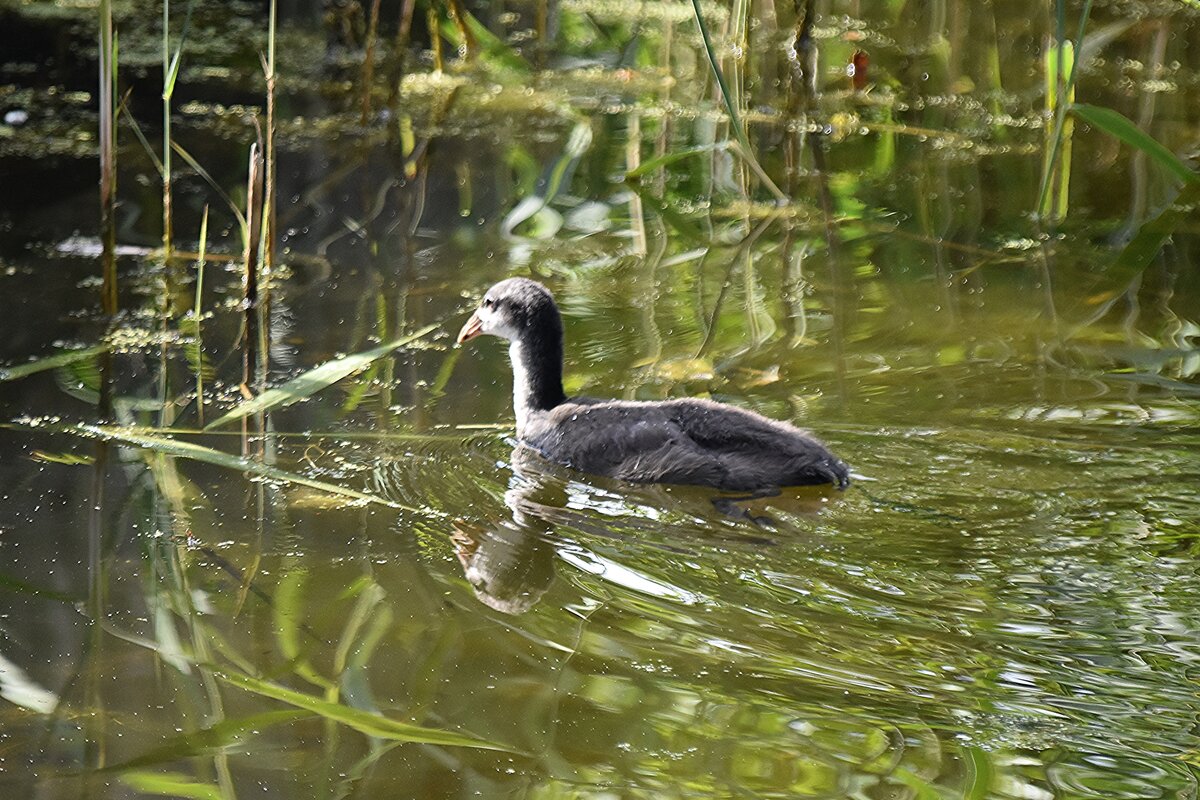 evtl. ein Jungvogel einer Gnseart in den Rieselfeldern (MNSTER/Deutschland, 02.06.2022)