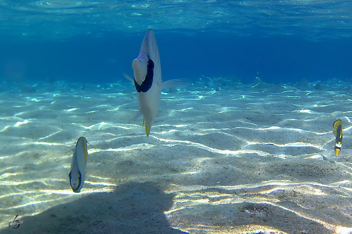 Fhnchen-Falterfische im Roten Meer. (Scharm El Scheich, Dezember 2018)