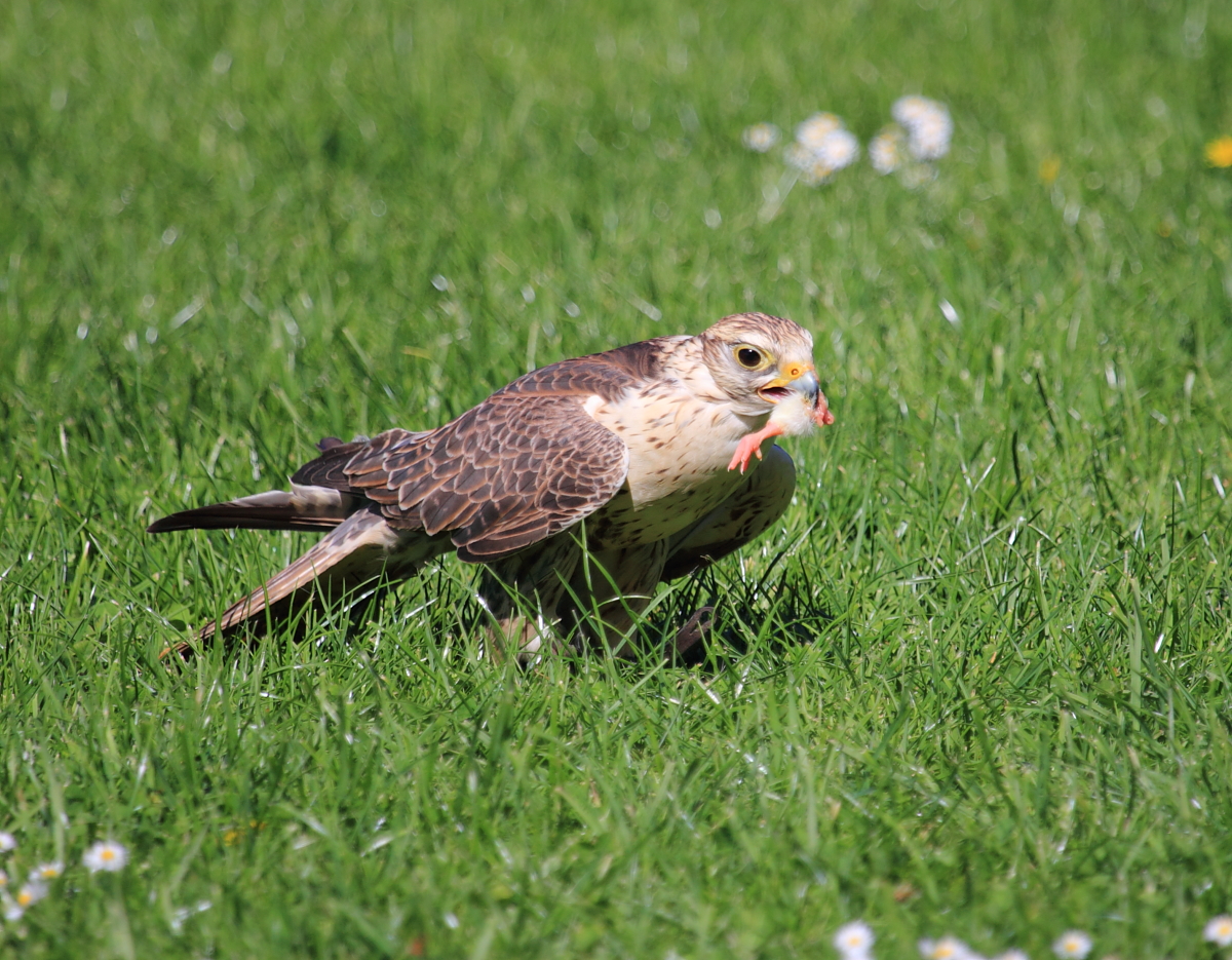 Falke hat Beute gemacht in Tambach am 26.05.2016.