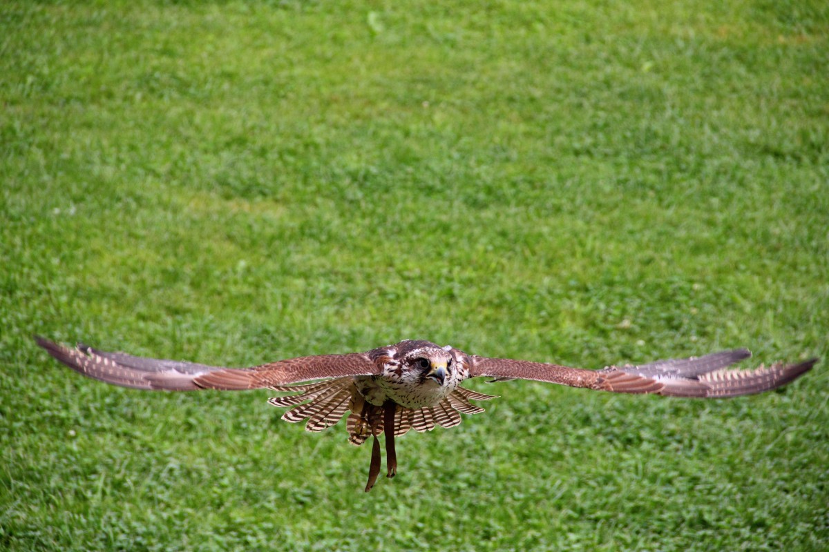 Falke in Tambach am 04.08.2014.