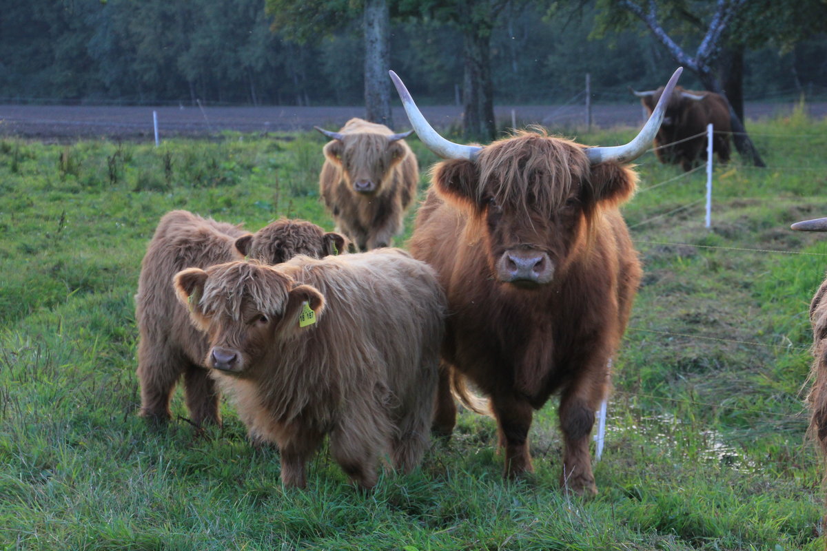 Familie Schottischer Hochlandrinder am 14.09.2014 in den Waldenburger Bergen. 