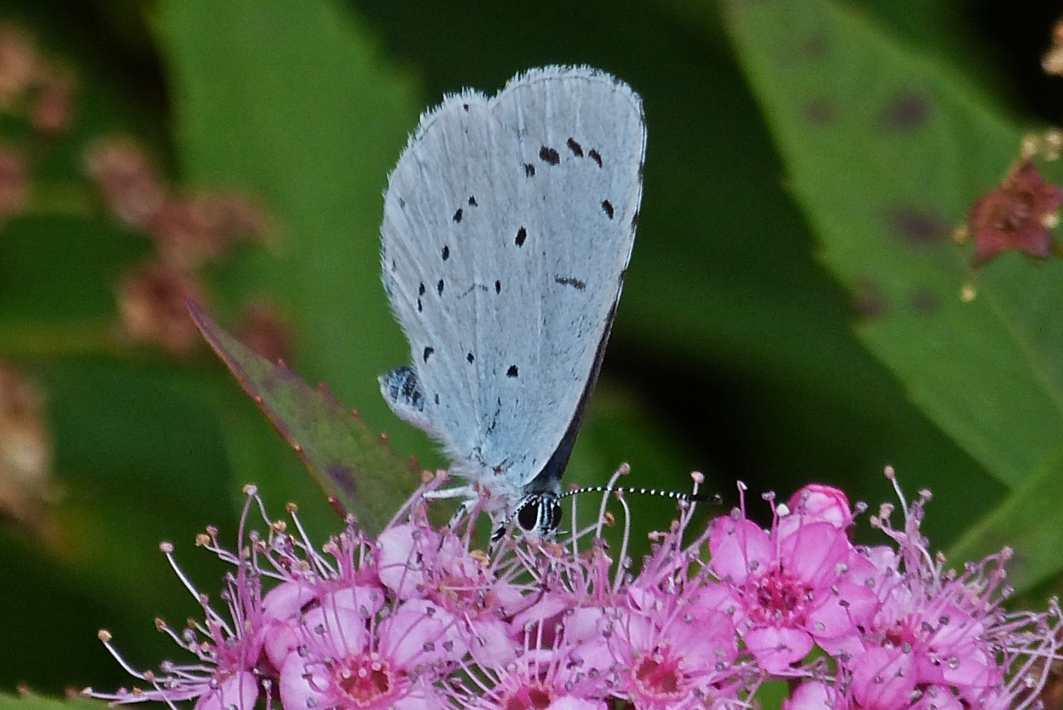 Faulbaum Bluling nascht Nektar an einer Blte. 21.08.2021