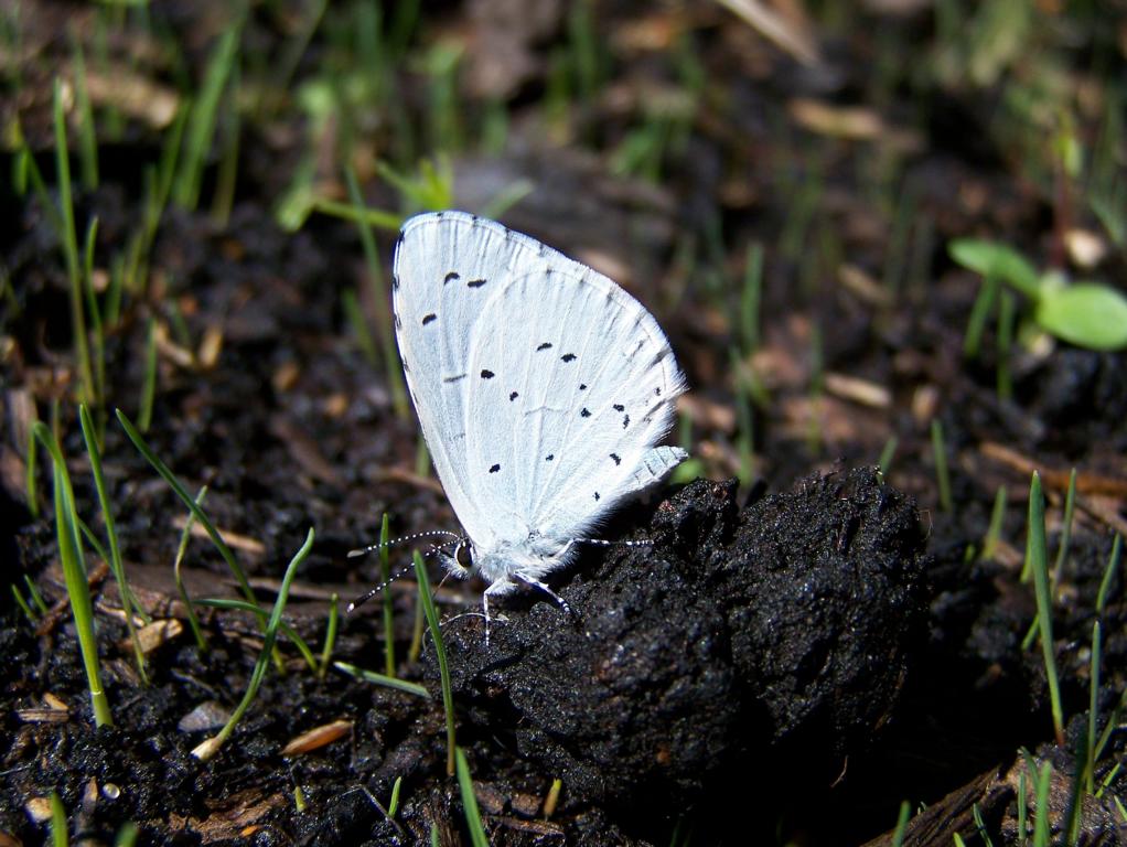 Faulbaumbluling (Celastrina agriolus), aufgenommen am 08.07.2010