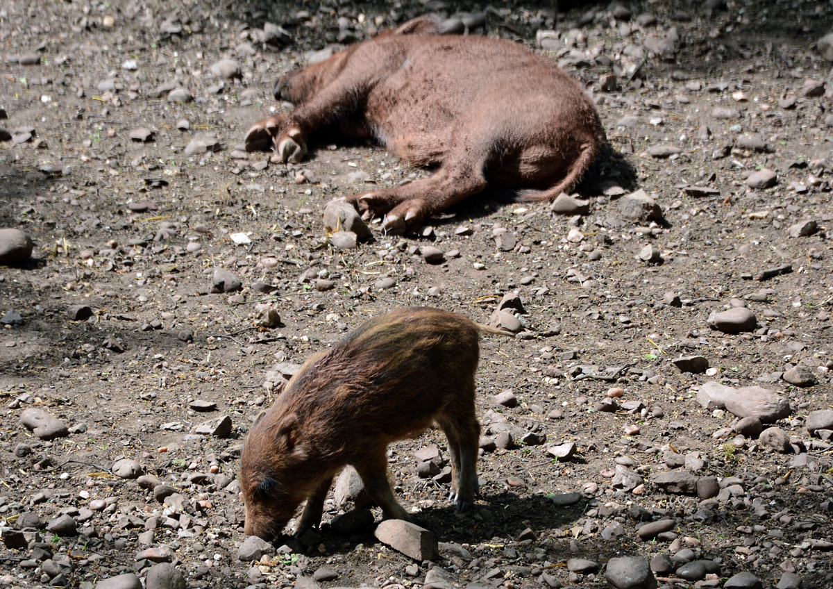  Faule Sau  und Frischling im Hochwildpark Rheinland bei Kommern - 10.05.2015