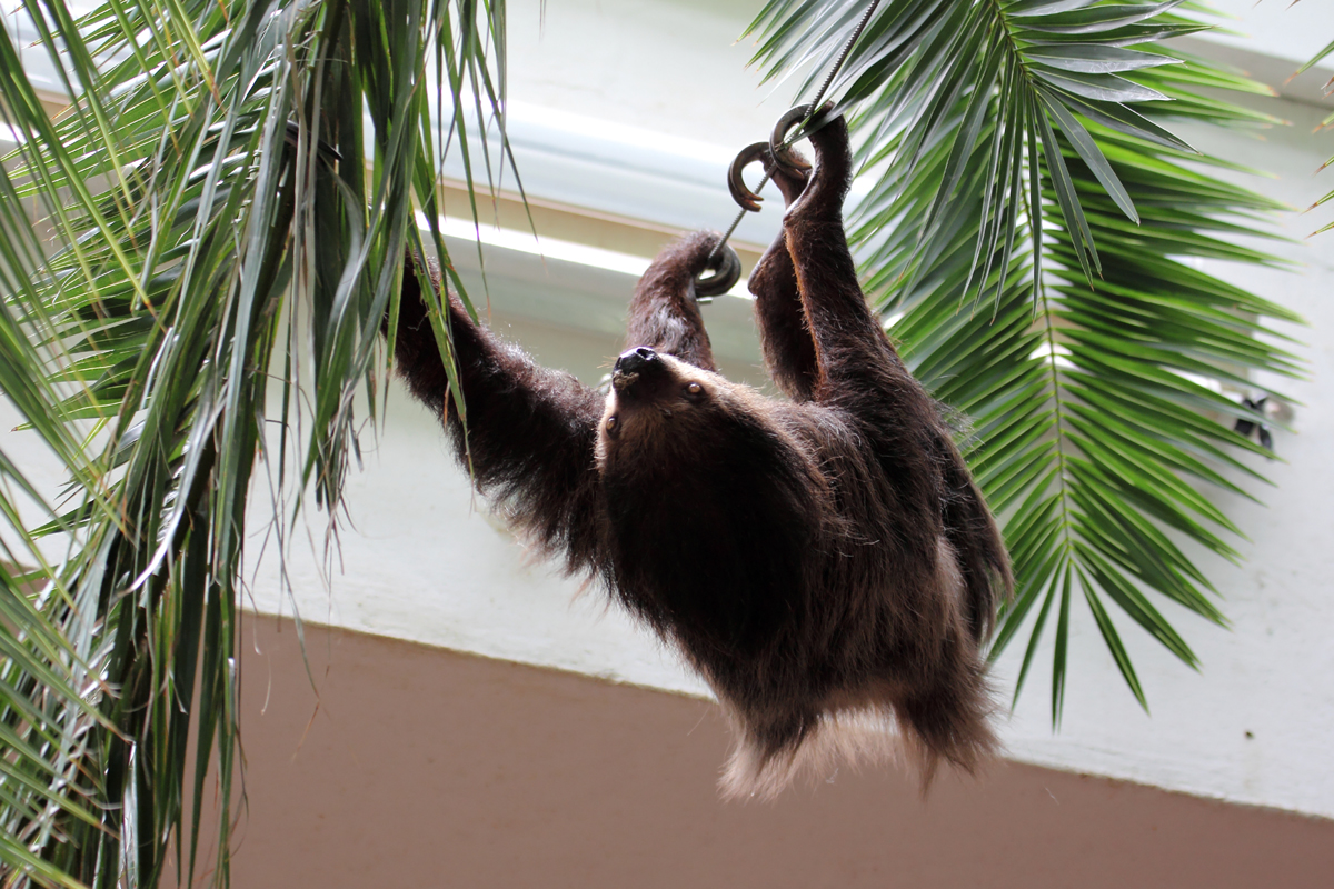 Faultier im Wuppertaler Zoo 10.7.2016