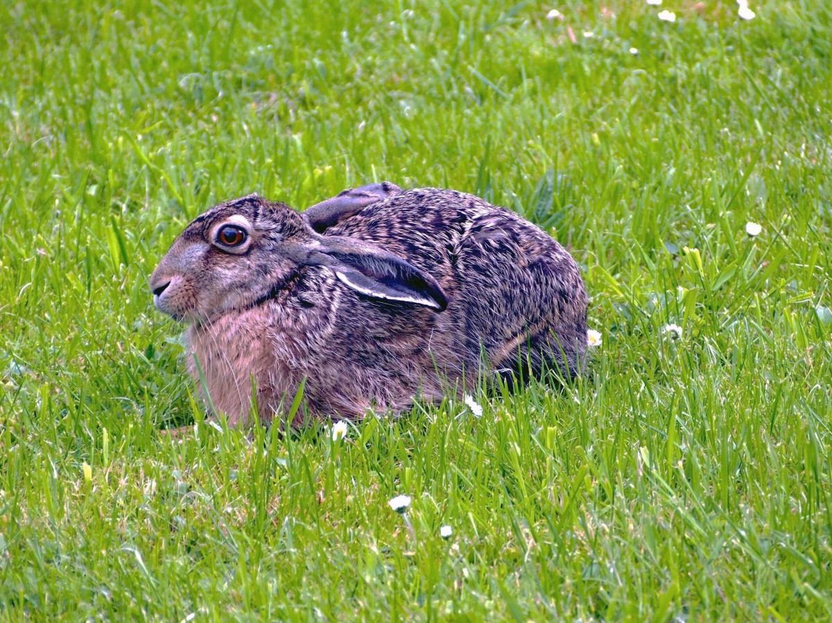 Feldhase im Schlossgarten von Neuharlingersiel. (12. Mai 2014)