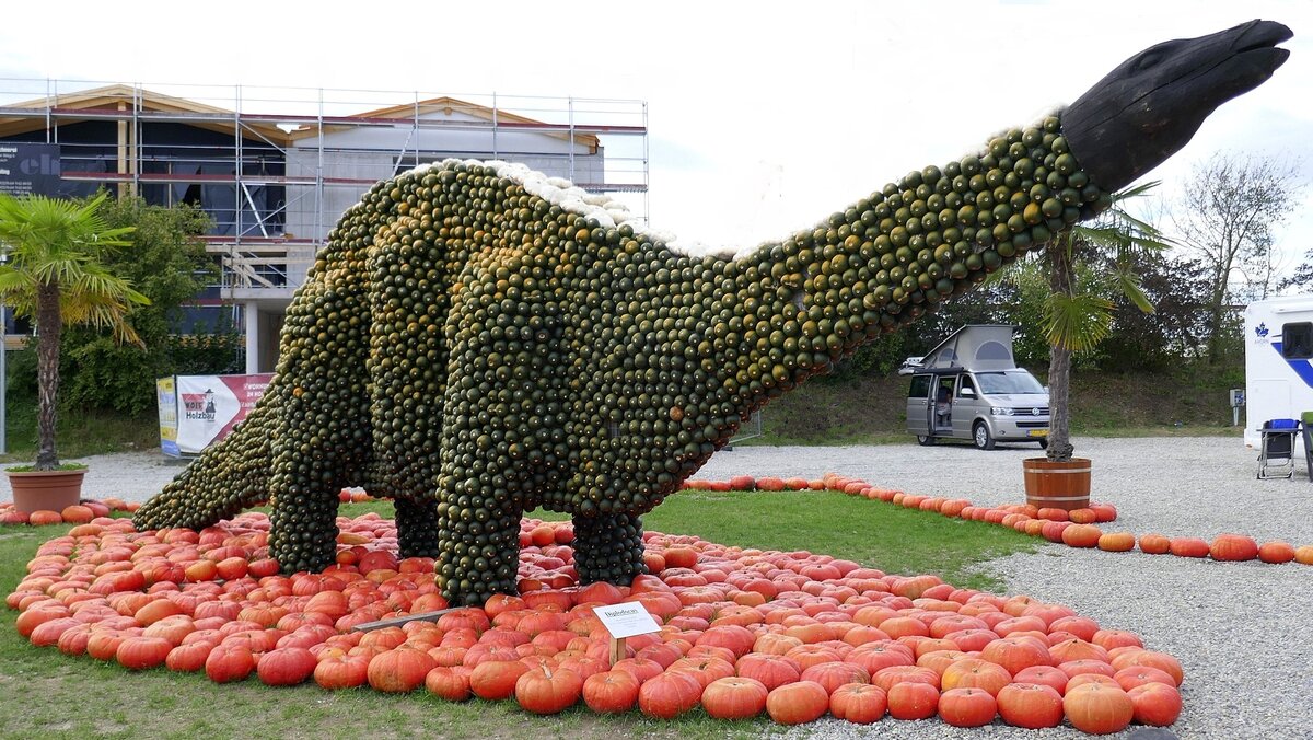 Feldkirch im Markgrflerland, Krbis-Kunst auf dem Bohrerhod,  Diplodocus , Sept.2021