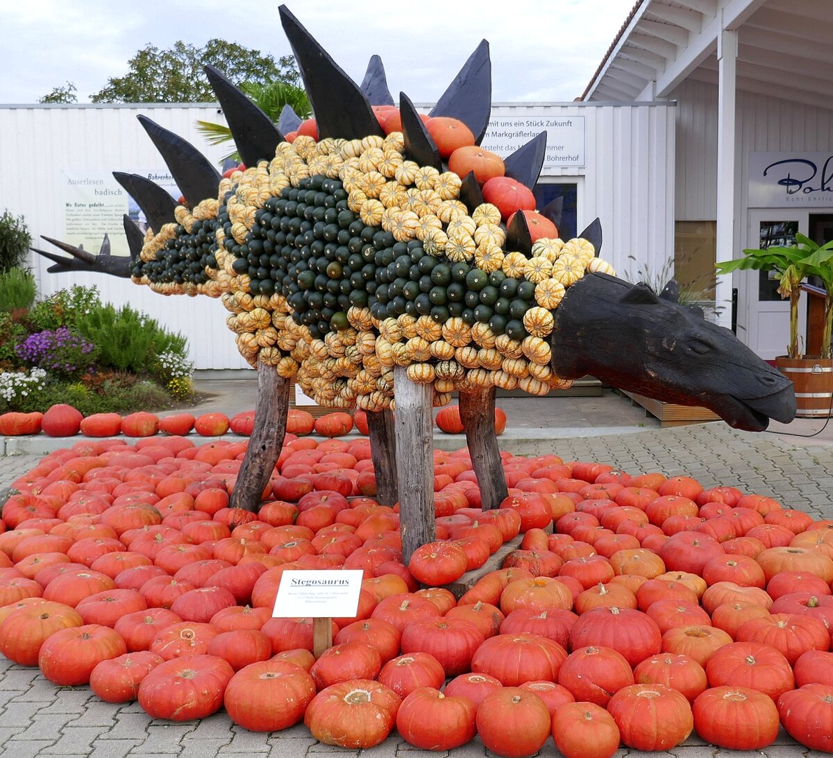 Feldkirch im Markgrflerland, Krbiskunst auf dem Bohrerhof,  Stegosaurus , Sept.2021